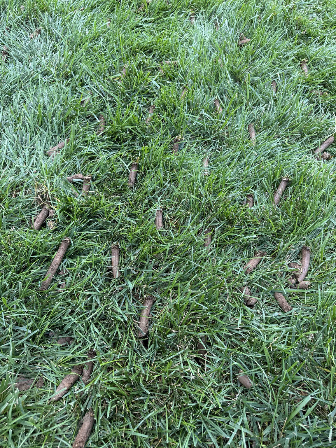 Core aeration and overseeding service on a healthy lawn