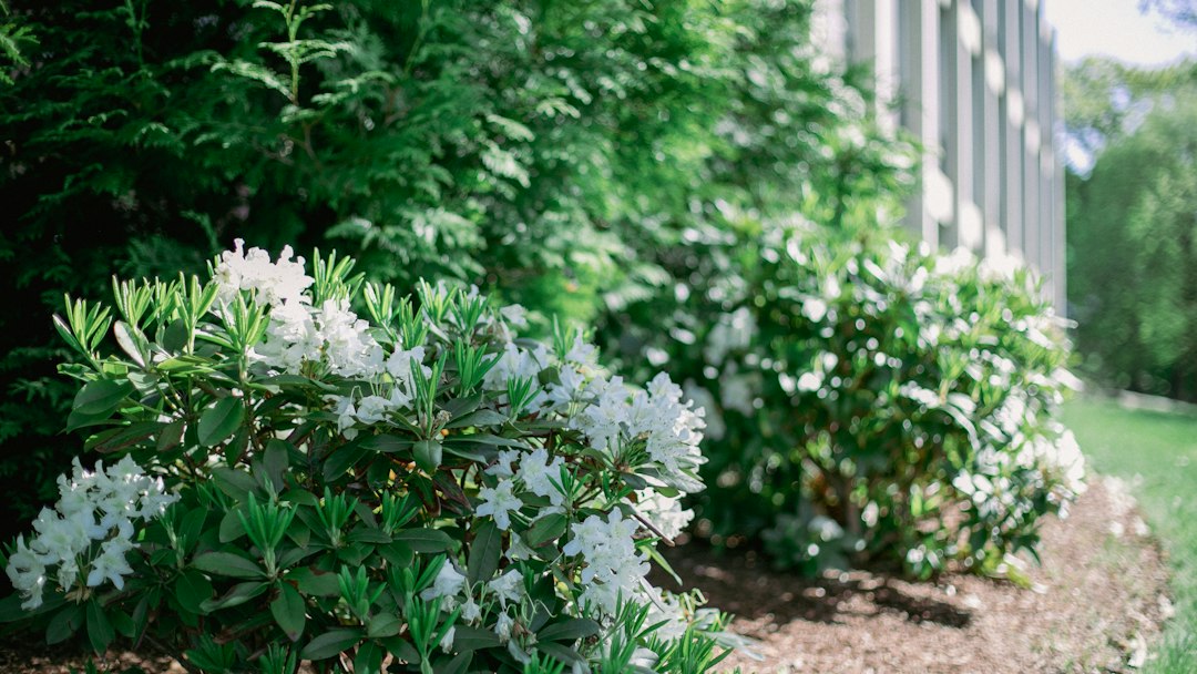 White flowering ornamental shrub in a residential landscape bed