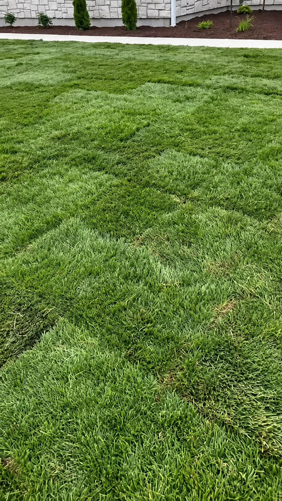 Professional sod installation crew laying fresh sod on a new lawn